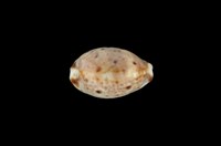 藏品(山貓寶螺)的圖片